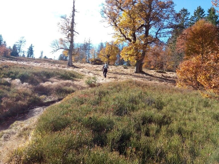Ein Wanderer geht einen Pfad in tiefster Natur entlang